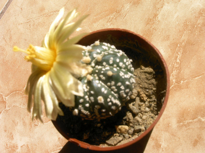 Astrophitum superkabuto - Flori cactusi