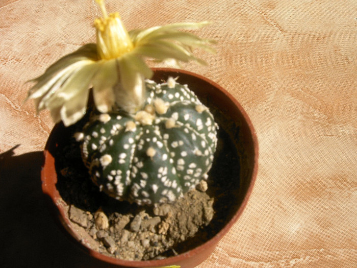 IMAG0004 - Flori cactusi