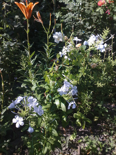 19062012 - Plumbago