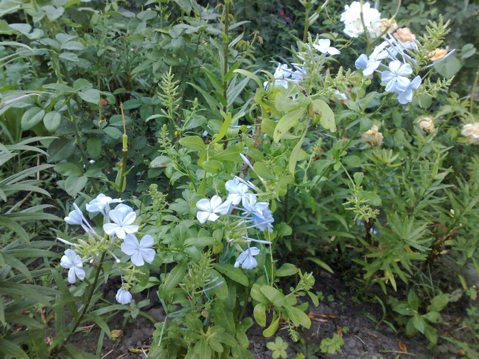 19062012 - Plumbago