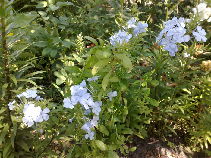 20062012 - Plumbago