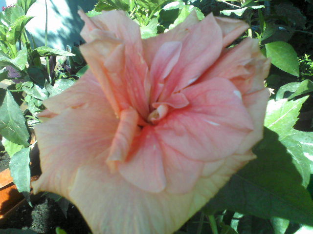 P15-06-12_08.48 - hibiscus