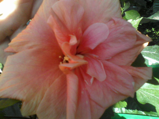 P15-06-12_08.48[3] - hibiscus