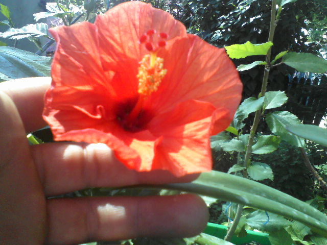 P17-06-12_15.29[2] - hibiscus