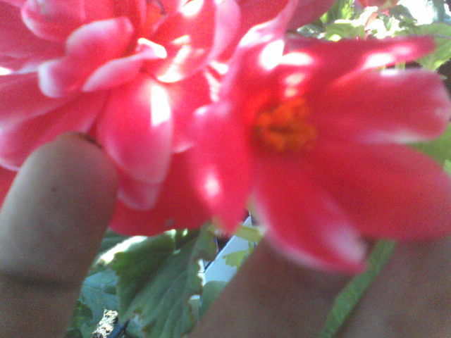 o floare batuta si ..