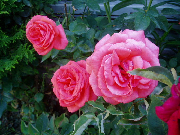 P1010142 - Mai - Iunie