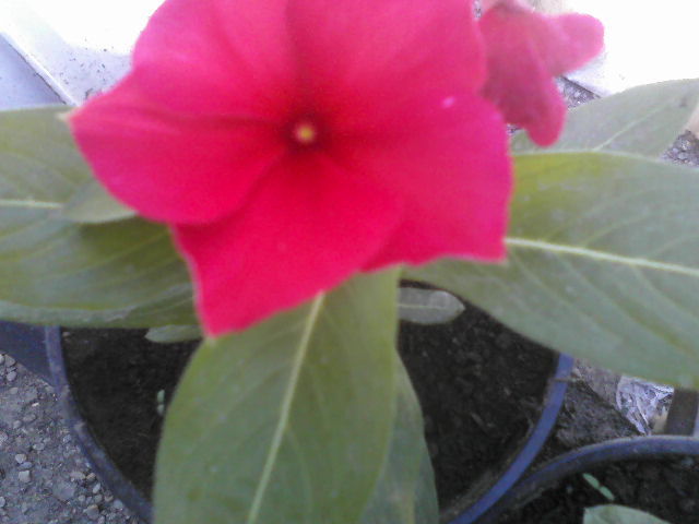 P20-06-12_15.06[2] - vinca sunstorm red