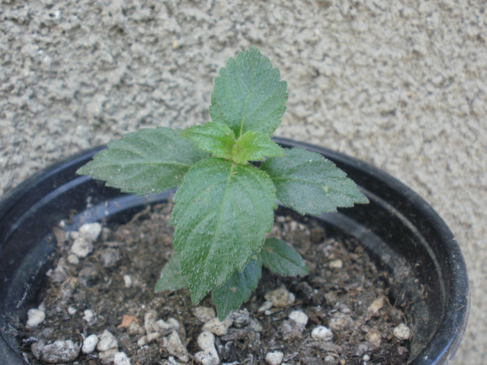 Achi rosu. Multumesc! - Plante