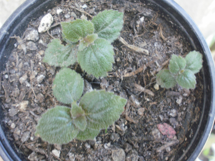 Achi mov. Multumesc! - Plante