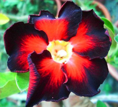 390651_Adenium_Black_Fire2