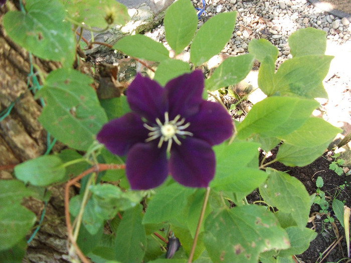 DSCF1625 - CLEMATIS 2012