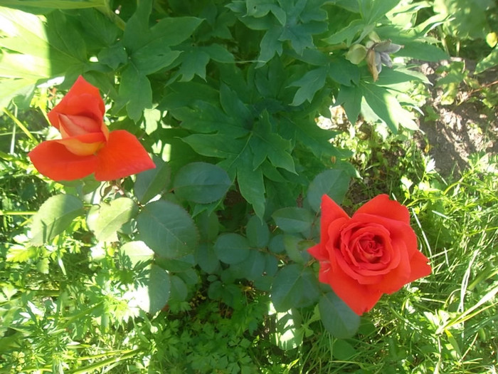 las vegas - trandafiri 2012