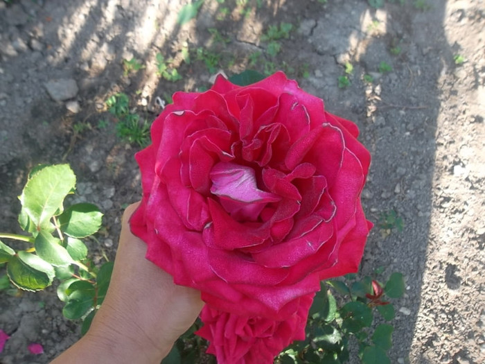 ? floare f. mare - trandafiri 2012