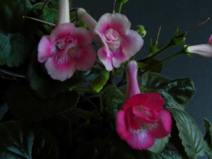 country prayer & lisa - Sinningia