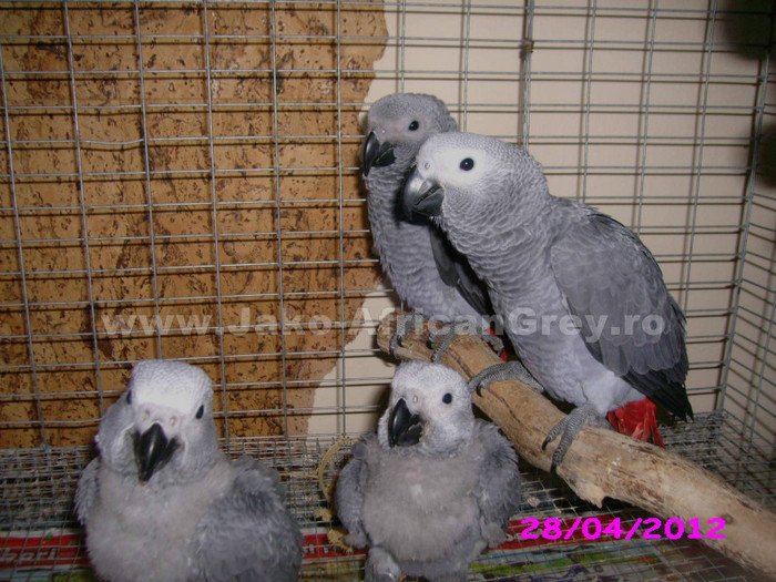 papagal jako african grey 5; papagali Jako, pui blanzi, crescuti "la mana"
