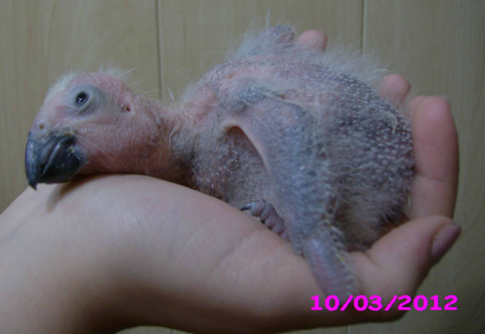 papagal jako african grey 4; papagali Jako, pui blanzi, crescuti "la mana"
