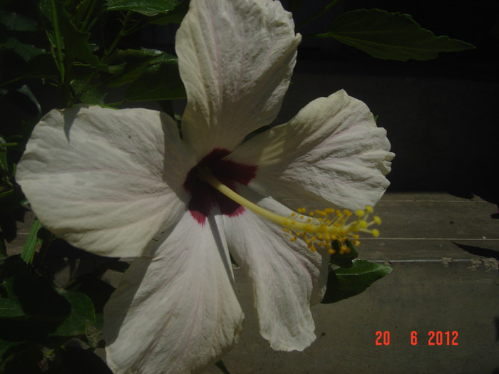 poze 997 - 09-2012-HIBISCUS