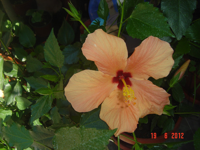 poze 973 - 09-2012-HIBISCUS