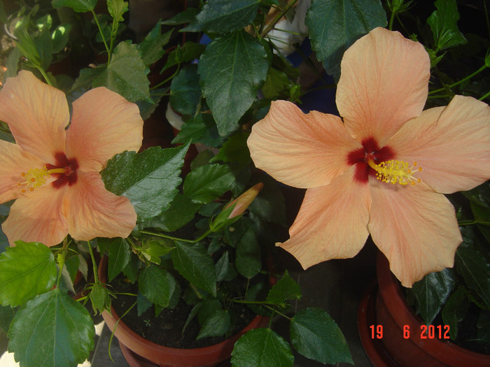 poze 974 - 09-2012-HIBISCUS