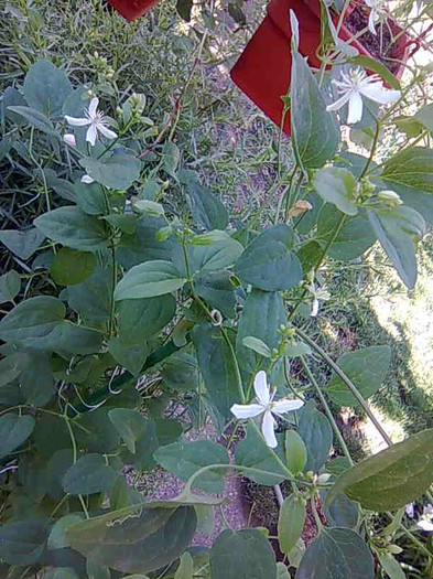 Mandschurica Clematis - clematite 2012