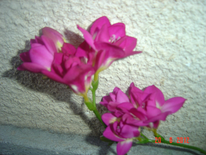 poze 983 - 2012 FREESIA