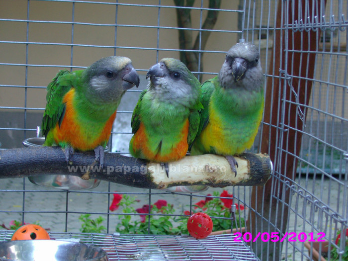 papagali Senegali - papagali blanzi - Timisoara