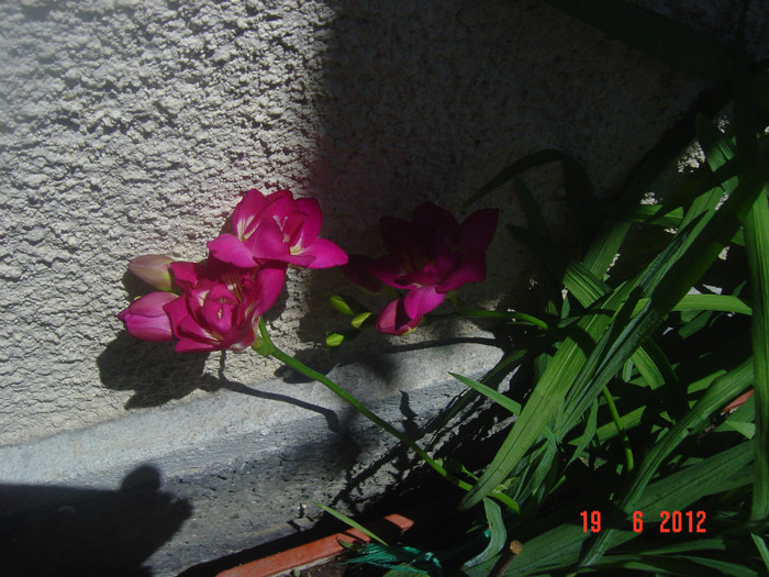 poze 963 - 2012 FREESIA