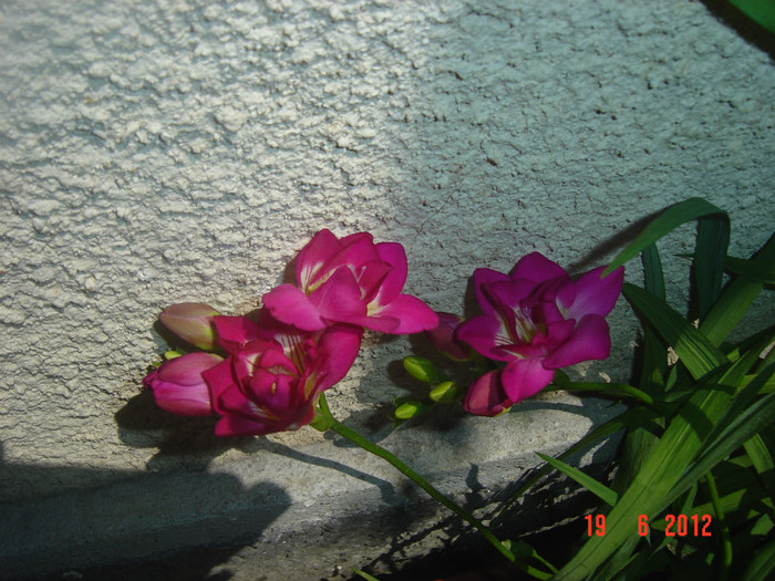 poze 964 - 2012 FREESIA