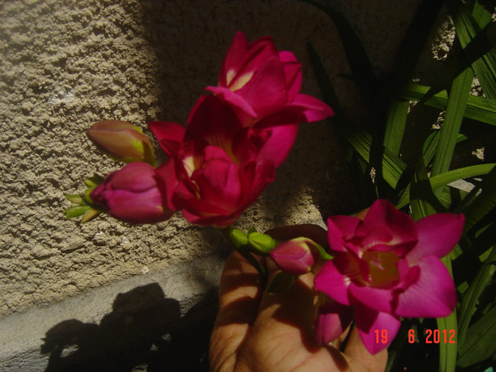 poze 965 - 2012 FREESIA