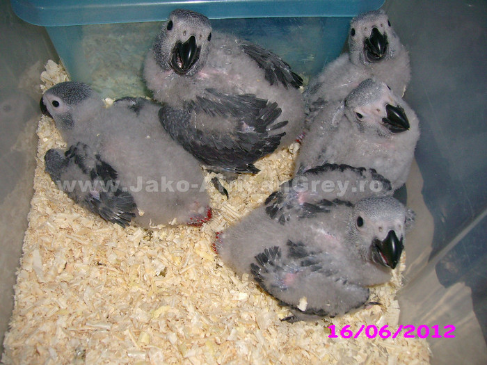 papagali Jako African Grey 2; papagali Jako, pui blanzi, crescuti "la mana"
