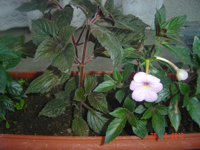 poze 977 - 2011-2012 ACHIMENES