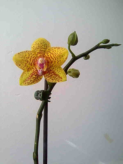 reinflorita - phalaenopsis