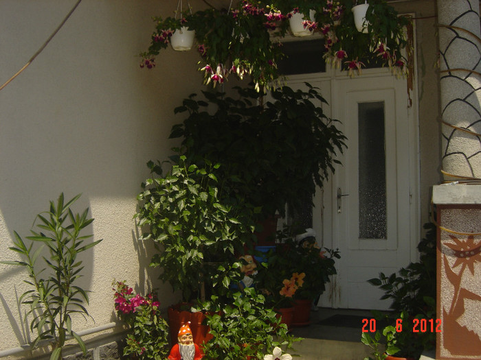 poze 1005 - 2011-2012 CURTEA MEA