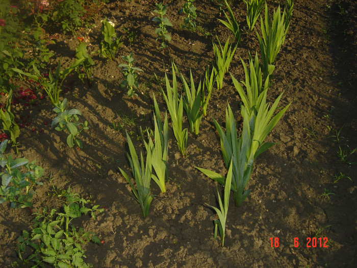 poze 960 - 2011-2012 FLORI IN GRADINA