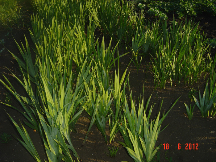 poze 959 - 2011-2012 FLORI IN GRADINA