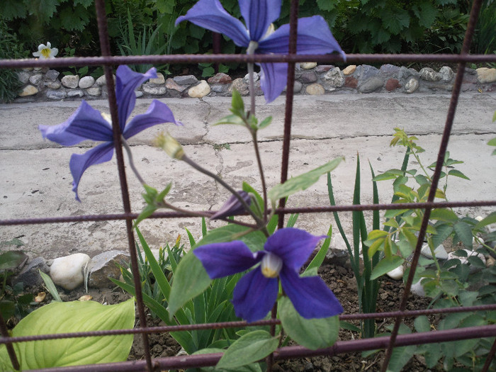 Photo054 - CLEMATITE