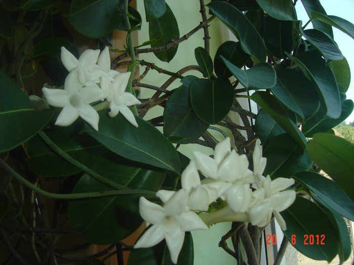 poze 1001 - 0- STEPHANOTIS