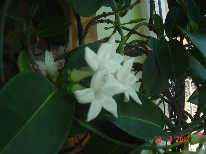 poze 1000 - 0- STEPHANOTIS