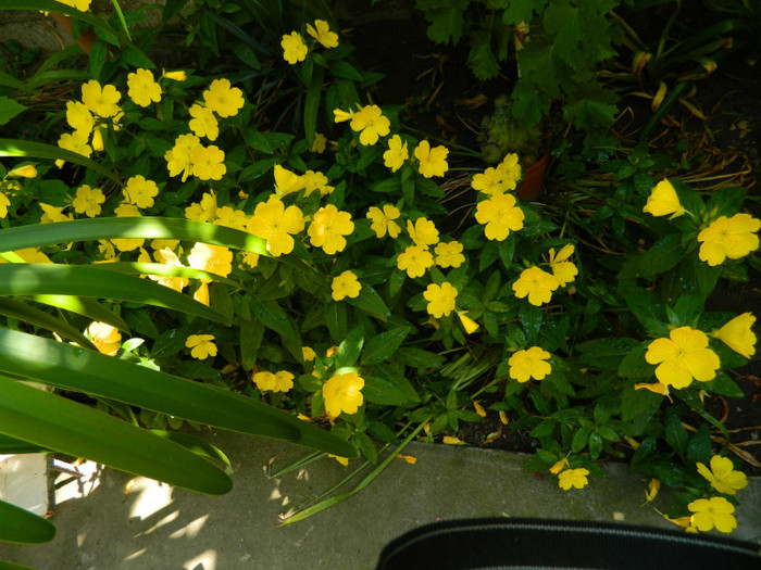 DSCN8372 - IUNIE  2012