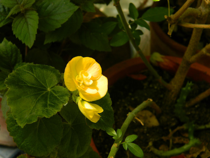 DSCN8404 - IUNIE  2012