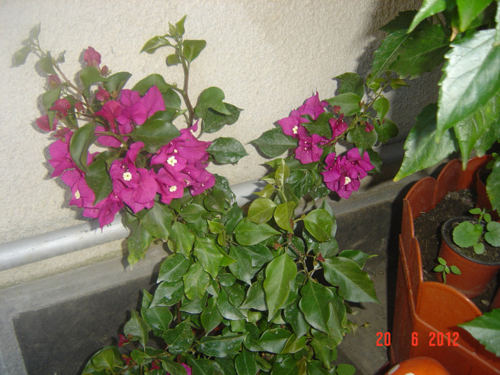 poze 989 - 0-BAUGAINVILLEA