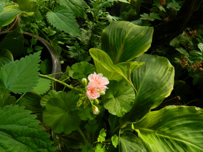 DSCN8435 - IUNIE  2012
