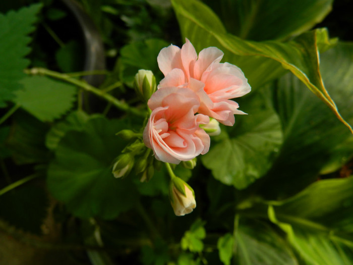 DSCN8436 - IUNIE  2012