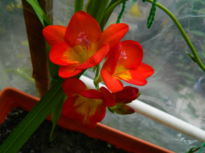 DSCN8440 - IUNIE  2012