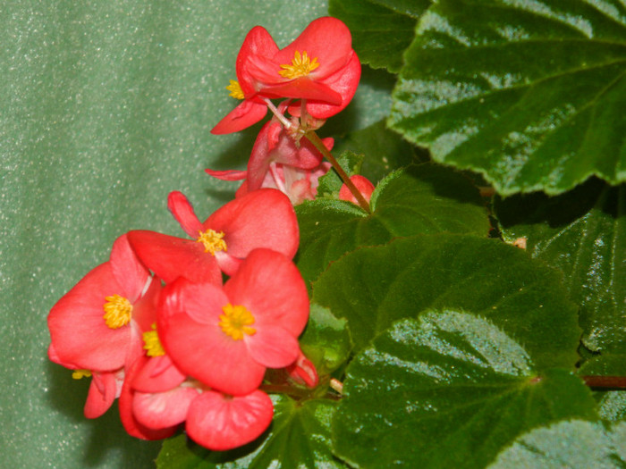 DSCN8449 - IUNIE  2012