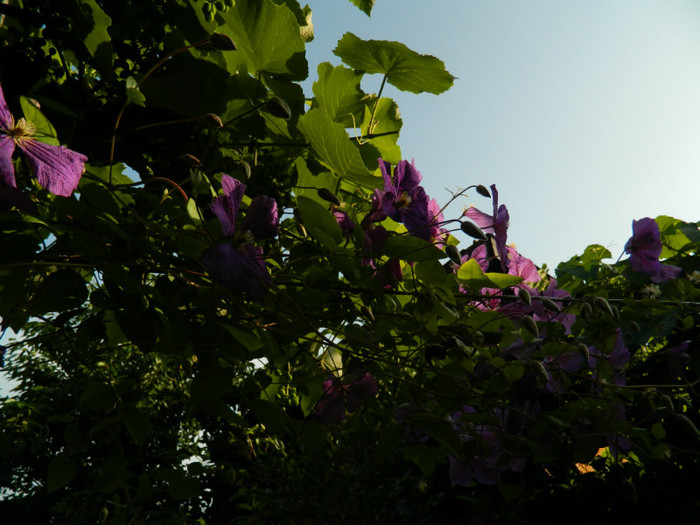 DSCN8475