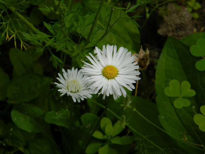 DSCN8497