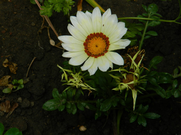 DSCN8499