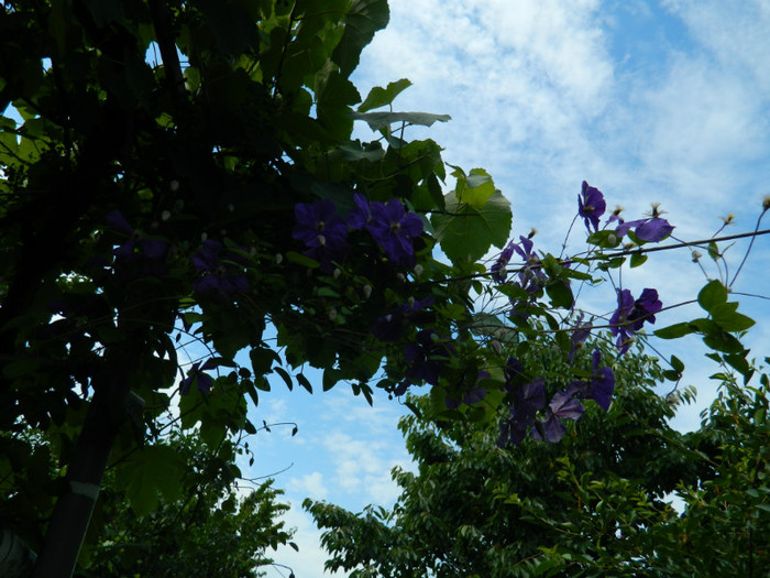 DSCN8502