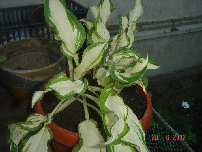poze 988 - 2011-2012 CURTEA MEA